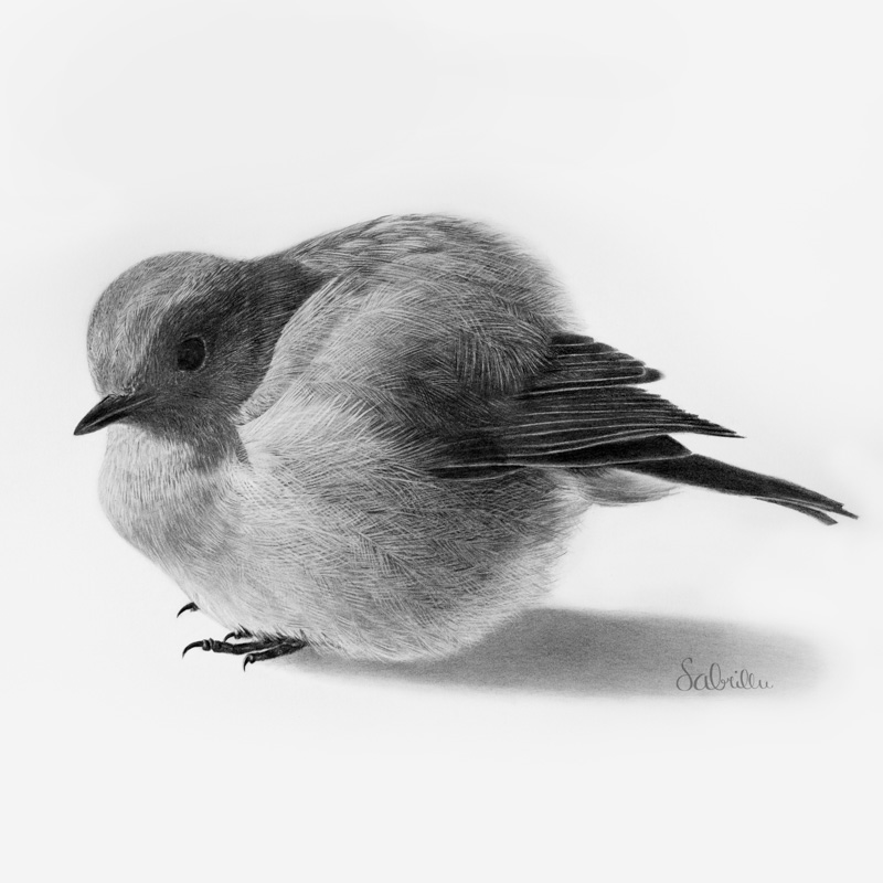 Vogel-Portrait Schwarz-Weiß-Zeichnung Bleistift | Sabrillu