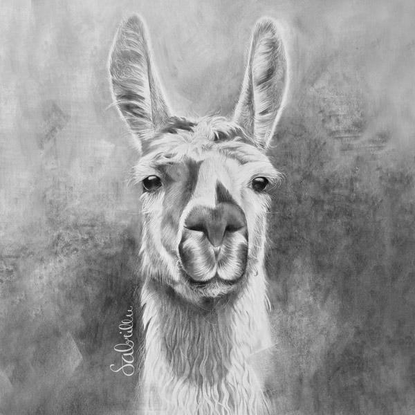 Pencil Portrait Lama | Alpaka Portrait | Sabrina Hassler Kunst & Illustration